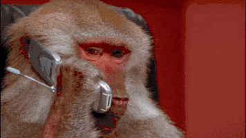 monkey at phone